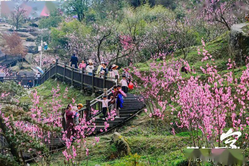 “桃”你欢心宁乡灰汤第十三届桃花节来了(图1)