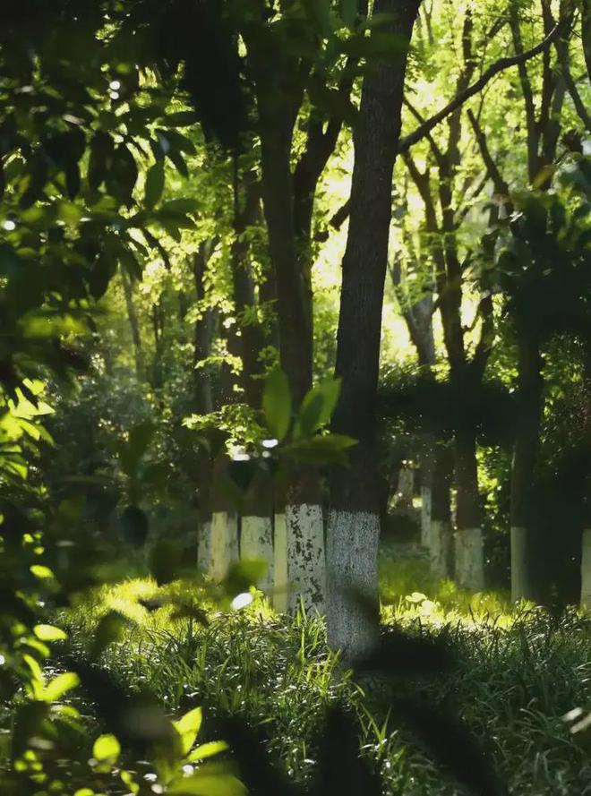 中鹰黑森林【中鹰黑森林】2025网站丨丨楼盘测评(图16)