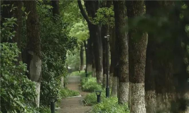 中鹰黑森林【中鹰黑森林】2025网站丨丨楼盘测评(图15)