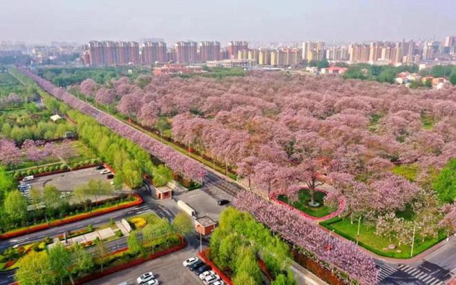 万万没想到在焦裕禄带领下防沙种的泡桐竟制成了中国30%乐器(图1)