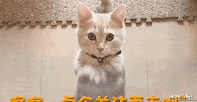 陈赫终于不装了揭露张子萱线年她确实变了(图12)
