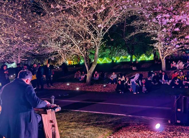 樱花成海越夜越美!松江这里的夜樱火爆出圈(图4)