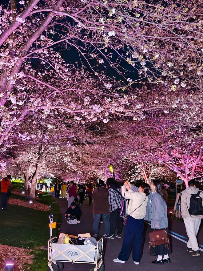 樱花成海越夜越美!松江这里的夜樱火爆出圈(图2)