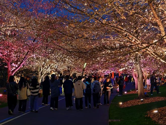 樱花成海越夜越美!松江这里的夜樱火爆出圈(图1)