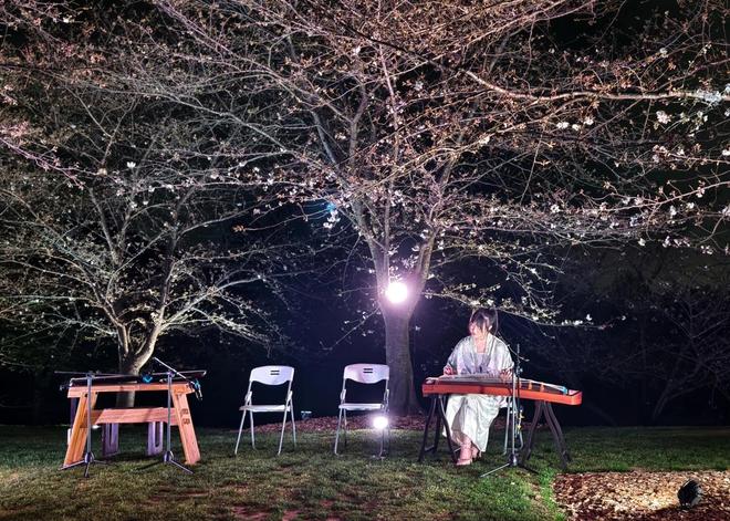 樱花成海越夜越美!松江这里的夜樱火爆出圈(图3)