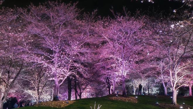 樱花成海越夜越美!松江这里的夜樱火爆出圈(图5)
