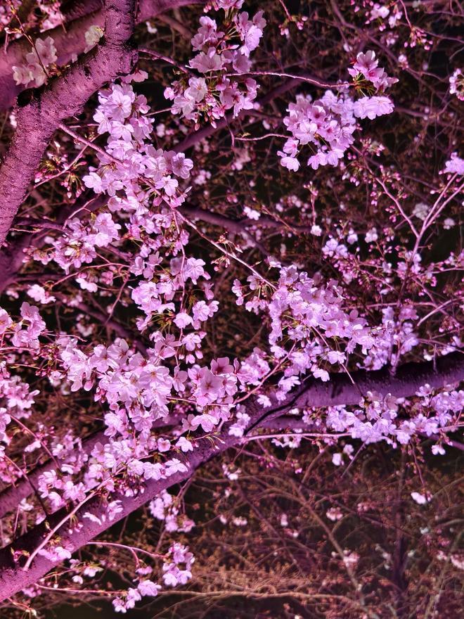 樱花成海越夜越美!松江这里的夜樱火爆出圈(图8)