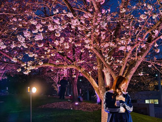 樱花成海越夜越美!松江这里的夜樱火爆出圈(图6)