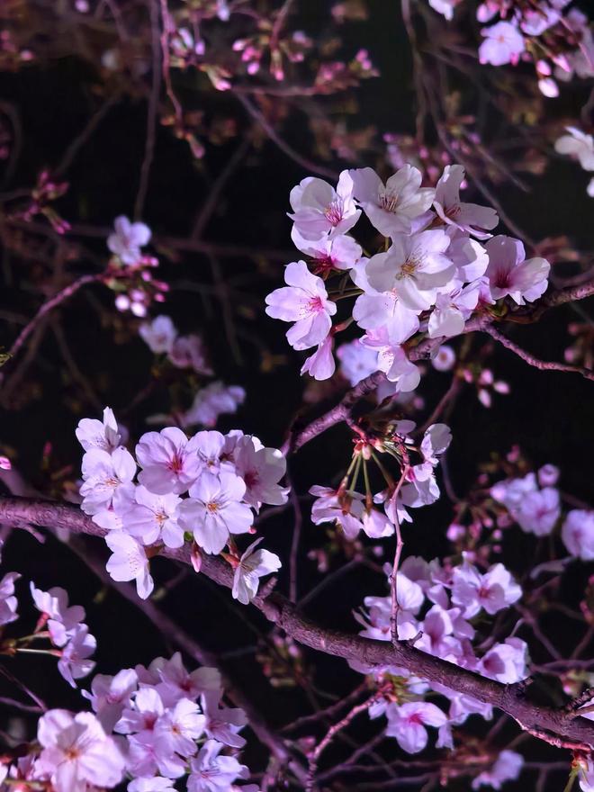 樱花成海越夜越美!松江这里的夜樱火爆出圈(图7)
